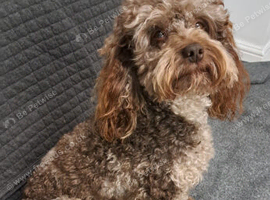 Cockapoo stud chocolate merle