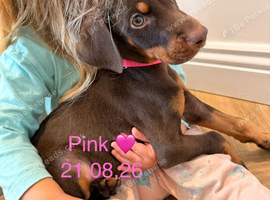 READY NOW! Doberman puppies for sale
