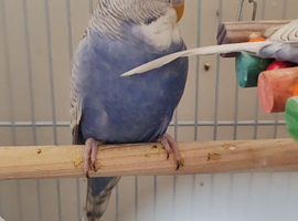 Budgies 3 months 1 week