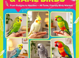 HAND REARED & HAND TAME LOVE BIRDS WANTED