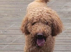 Beautiful F2b Goldendoodle puppies