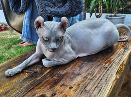 SPHYNX ELF & PETERBALD KITTENS