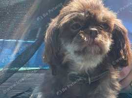 2 female shih tzu