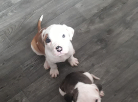 American bulldog puppies ready to go now 8 weeks old from 19th may