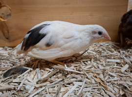 Young & Healthy Male Button Quail