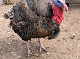 Turkeys for sale