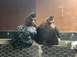 Three olive eggers ready to go
