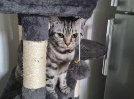Silver Tabby British Short hair