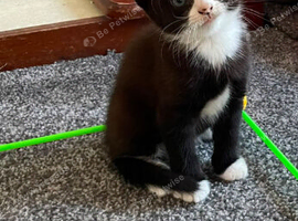 Ragdoll cross russian blue kittens