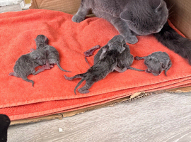 6 GORGEOUS FULL PEDIGREE BRITISH SHORTHAIR KITTENS
