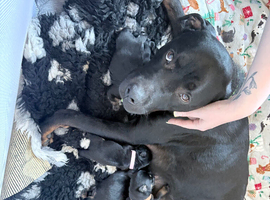 4 Week Old Rottweiler Puppies - Only 2 Left - 1 Male & 1 Female