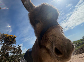 Pair of gorgeous geldings donkeys for sale