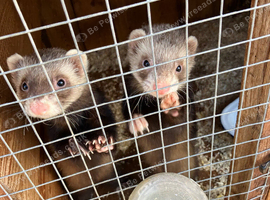Tame ferrets