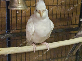 Cockateils