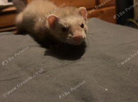 Ferret