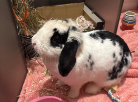 female rabbit