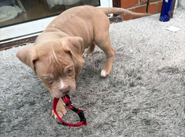 Short bull puppy