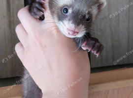 Ferret kits, silvers and agoutis
