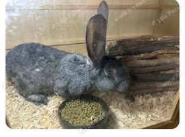 Young dark grey female