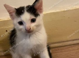 2 Gorgeous Tabby Kittens &ndash; 1 Boy & 1 Girl