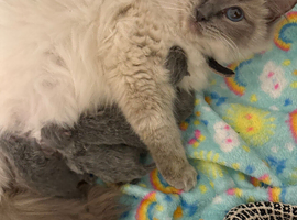 Beautiful Ragdoll x British Shorthair Kittens ️
