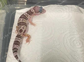 Leopard Geckos at Birmingham Reptiles