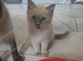 2 beautiful ragdoll kittens