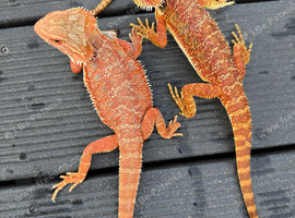 Bearded dragons from 100
