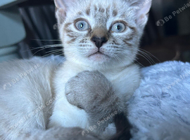 Beautiful little girl mixed Bengal
