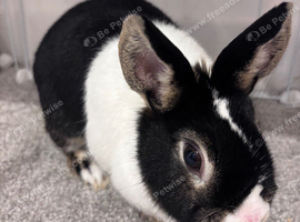 Rabbits for sale