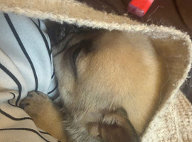 English bull chow puppy