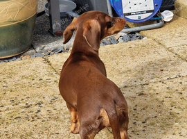Nellie 9 month miniature dachshund