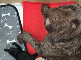 Cockapoo F1B puppies