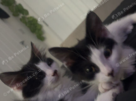 Male and female 8week old kittens