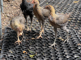 2 pairs of modern game bantams