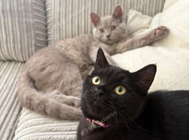 Two female BSH *rehome*