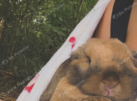 Young mini lop for sale