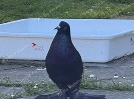 Fancy pigeons
