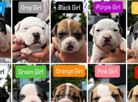 Old tyme x American bulldog pup dog