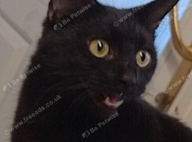 Female cat