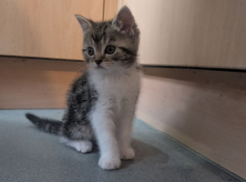 Lovely Tabby Kitten very purry looking for her forever home
