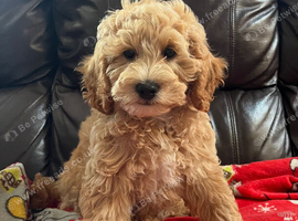 Cavachon x toy poodle puppies