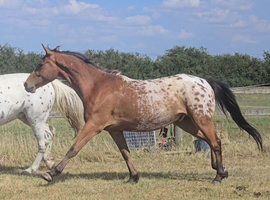 Smart 15.2/3hh gelding