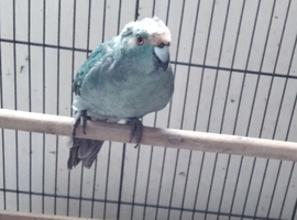 Blue Kakariki