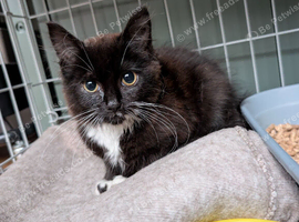 Tuxedo kitten