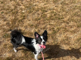 Female pomeranian cross French bulldog
