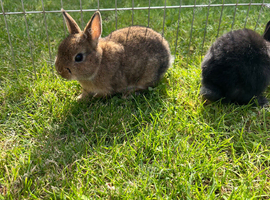 Netherland dwarf babies