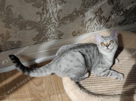 Kitten for sale
