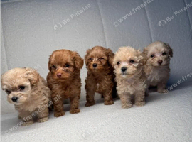 Beautiful Cockapoo Puppies &ndash; 4 Females & 1 Male Ready Soon
