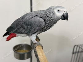 African Grey Tamed & Talking